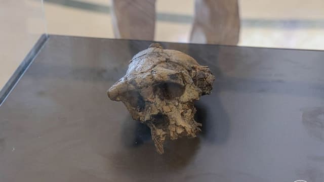 Le crâne fossilisé de Toumaï (Sahelanthropus tchadensis) présenté dans une vitrine, avec le filigrane de la Présidence de la République du Tchad