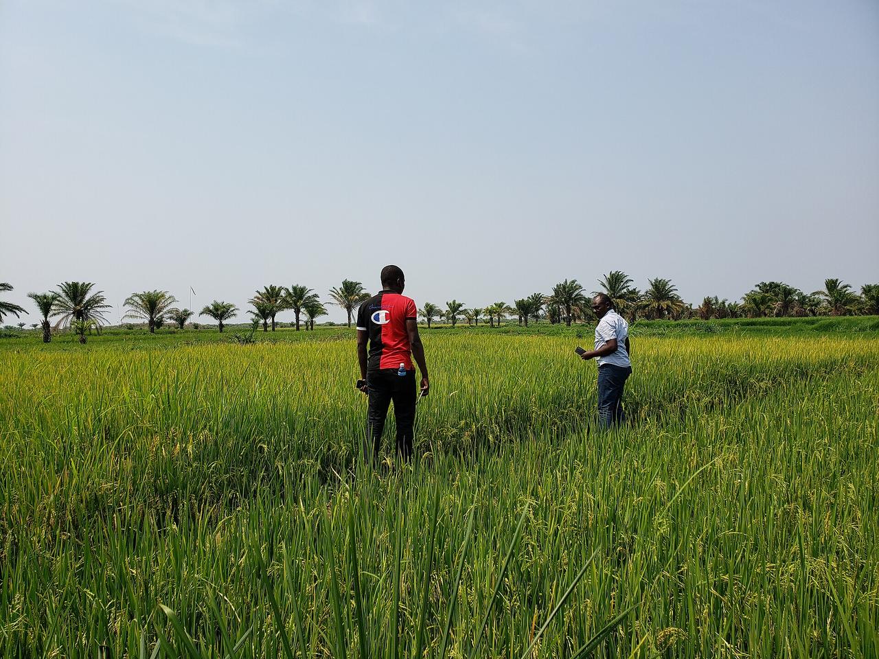 Deux hommes debout au milieu d'un champ de riz en République démocratique du Congo, les épis leur arrivant à la taille, avec une rangée de palmiers à huile à l'horizon.