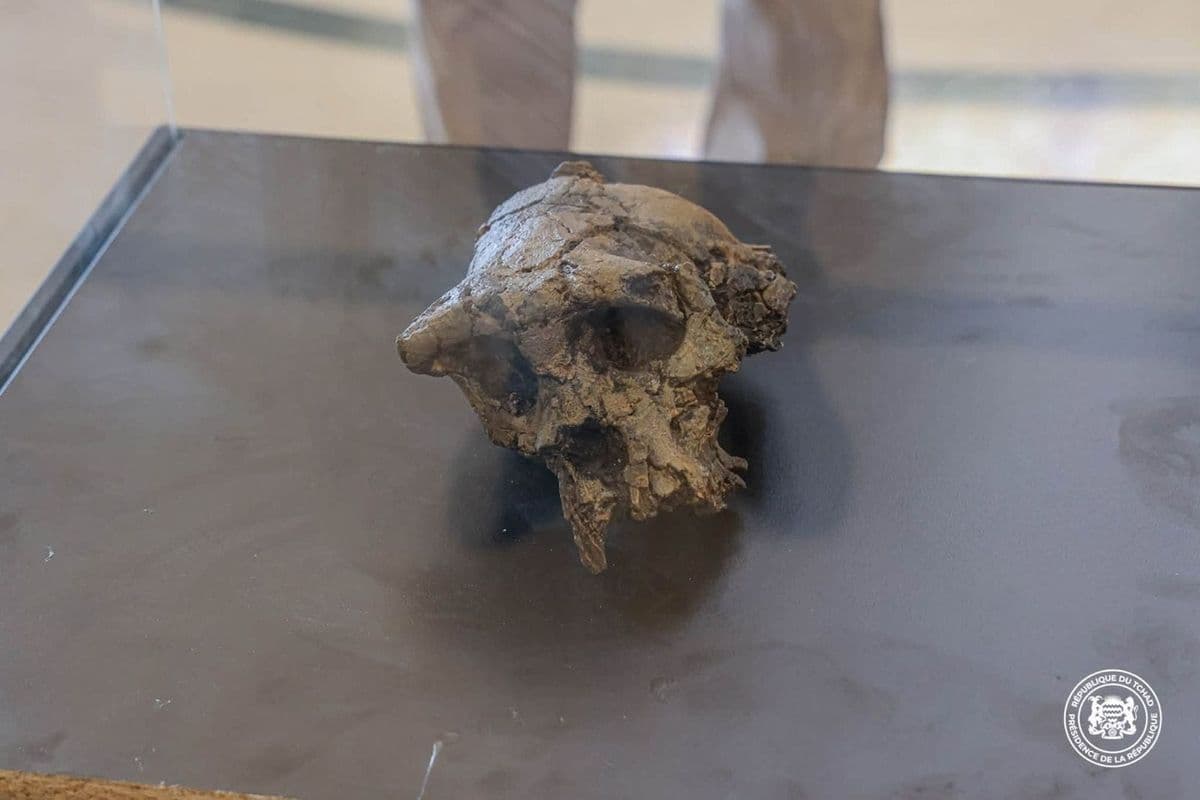 Le crâne fossilisé de Toumaï (Sahelanthropus tchadensis) présenté dans une vitrine, avec le filigrane de la Présidence de la République du Tchad